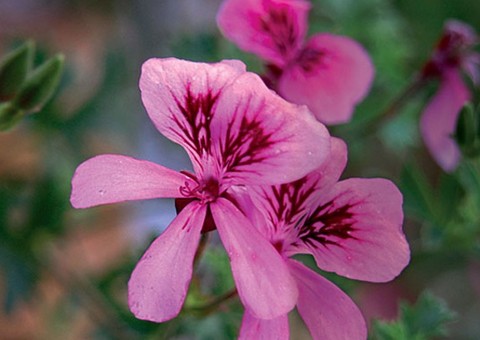 Extrato de raiz é usado na composição de antibiótico. Conheça 