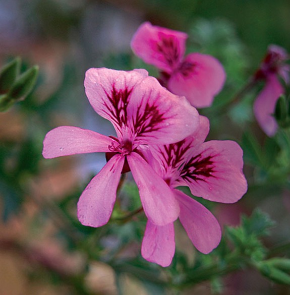 Extrato de raiz é usado na composição de antibiótico. Conheça 