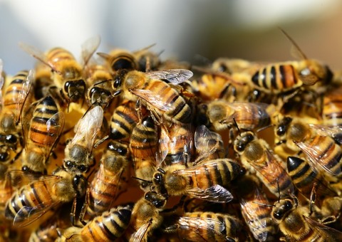 Homem leva centenas de picadas de abelhas para salvar pai de 86 anos
