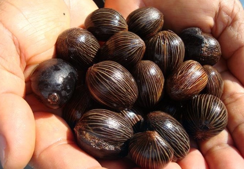 Óleo de palmeira estimula crescimento do cabelo e deixa a pele mais jovial 