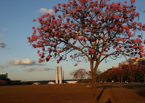 Defesa Civil declara estado de emergência no DF devido à baixa umidade 