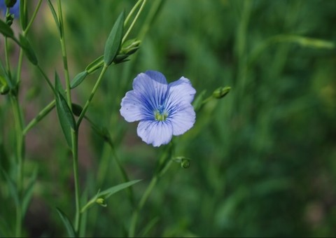 Bálsamo de planta tem ação eficiente contra colesterol ruim e triglicérides 