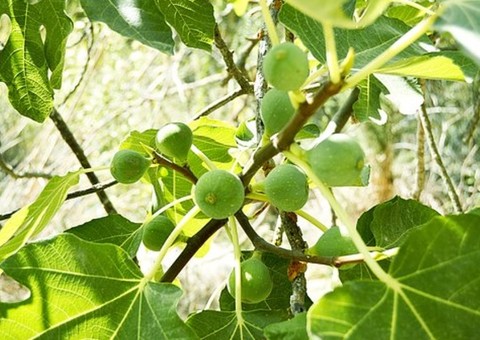 Leite de planta é apontado como venenoso e pode até causar cegueira 