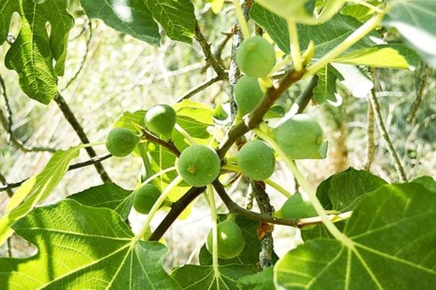 Leite de planta é apontado como venenoso e pode até causar cegueira 