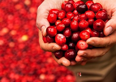 Suco de fruta pode ser aliado no combate a infecção urinária 