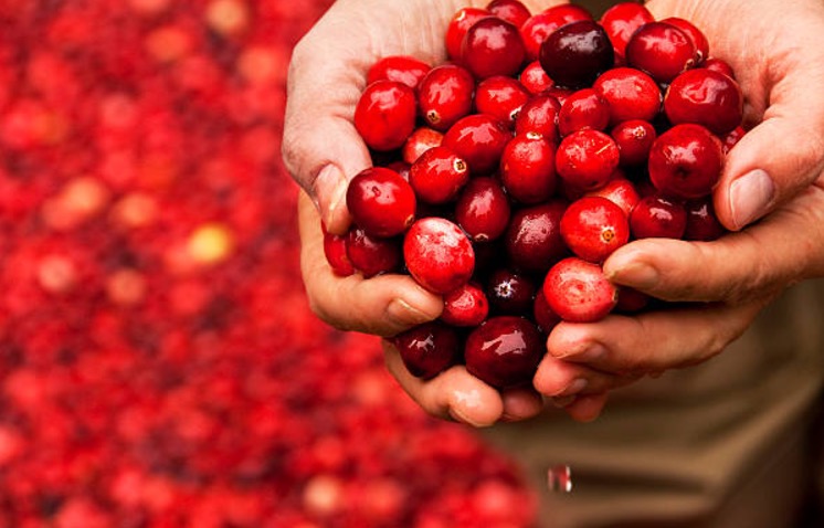 Suco de fruta pode ser aliado no combate a infecção urinária 