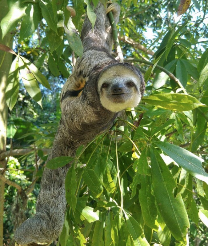  Museu da Amazônia é opção de lazer na Semana da Pátria