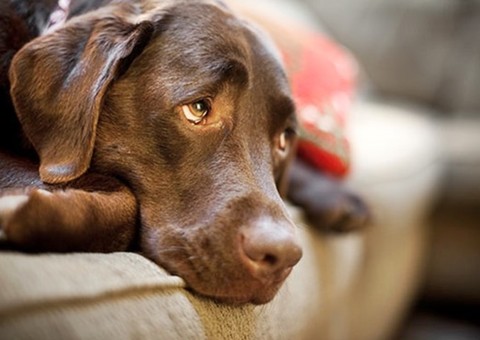 Justiça ordena retirada das cordas vocais de cães por latirem demais