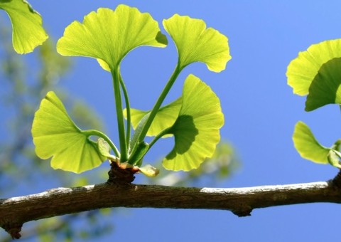 Chá de planta medicinal pode ajudar no tratamento contra trombose 