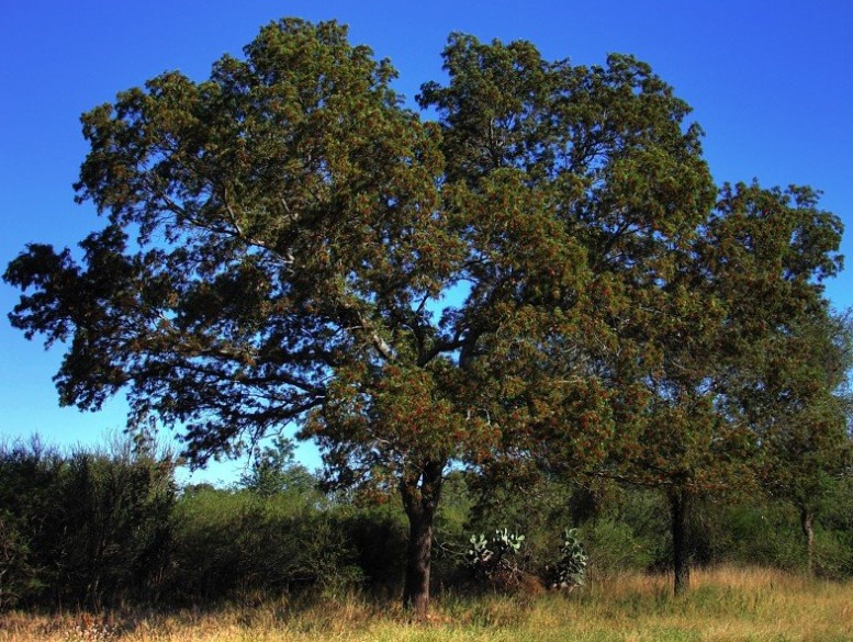 Conhecida como 'Quebracho', planta  pode tratar dor de dente e de ouvido 