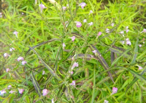 Chá ou sumo de planta são indicados para tratar problemas pulmonares. Conheça 