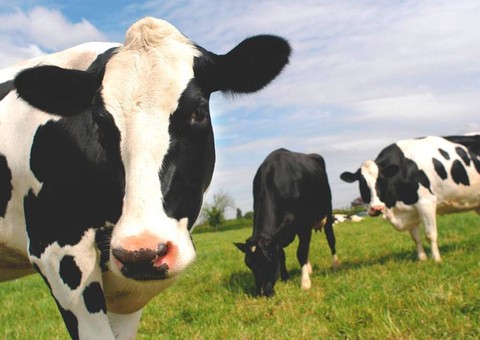 Cura para AIDS pode estar no sangue de vacas, indica pesquisa