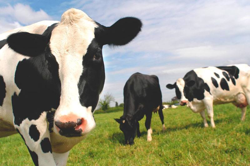 Cura para AIDS pode estar no sangue de vacas, indica pesquisa