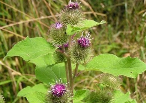 Extrato de raiz de planta pode auxiliar no tratamento de diabetes. Conheça 