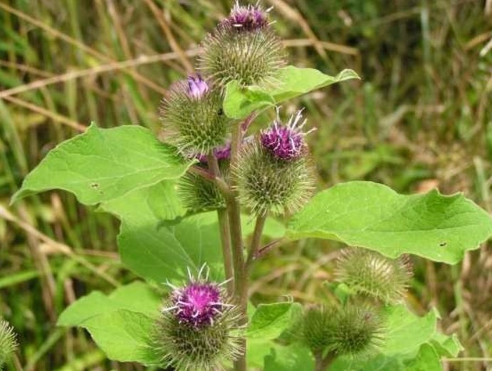 Extrato de raiz de planta pode auxiliar no tratamento de diabetes. Conheça 