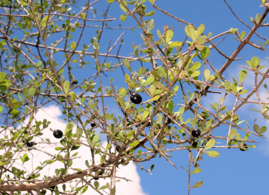 Tintura de planta com ação antidiabética pode ser útil contra inflamações no útero 