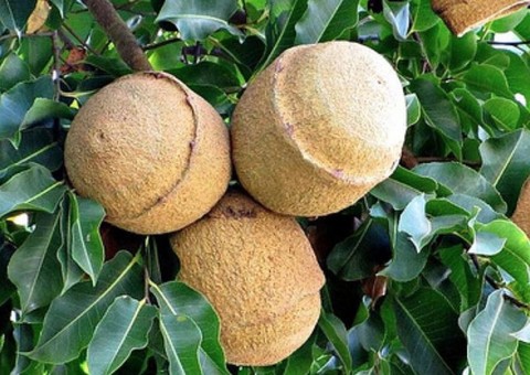 Espécie de castanha é fonte de vitamina, minerais e proteínas. Conheça 