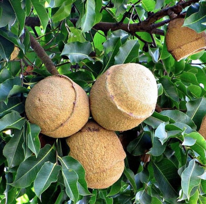 Espécie de castanha é fonte de vitamina, minerais e proteínas. Conheça 