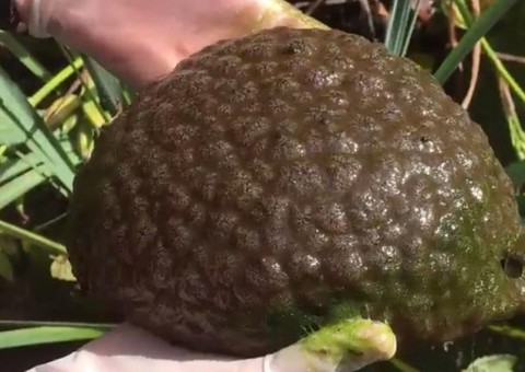 Estranha criatura é encontrada em lagoa e choca a todos