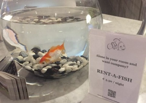 Hotel oferece aluguel de peixe para hóspedes que se sentem sozinhos