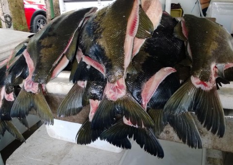 Ação promove venda de tambaqui a preço baixo nesta sexta em Manaus