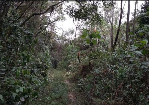 Jovem autista desaparece em área de mata em Manaus