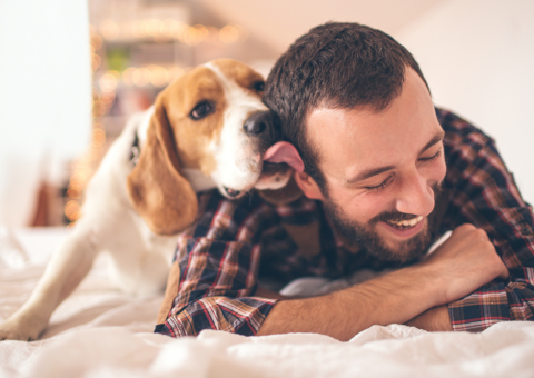 Por que seu cachorro te lambe? 