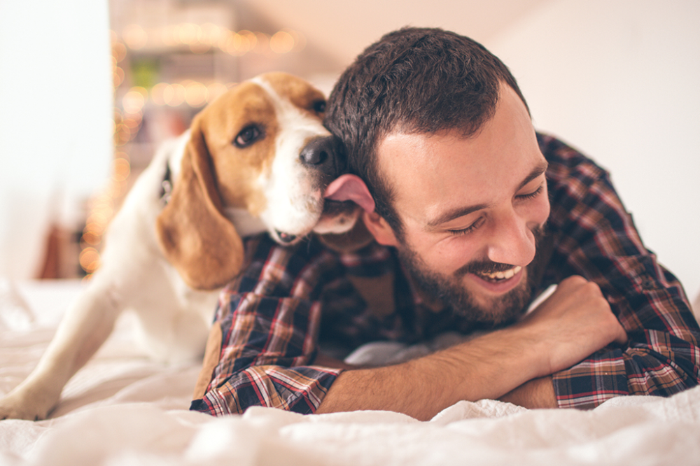 Por que seu cachorro te lambe? 