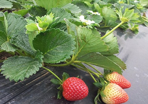 Chá de folha de morango é ótimo para combater diarreia 