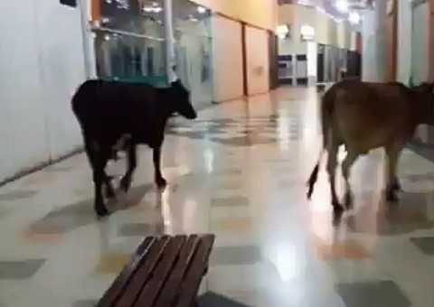 Vacas são flagradas passeando em shopping e surpreende a todos
