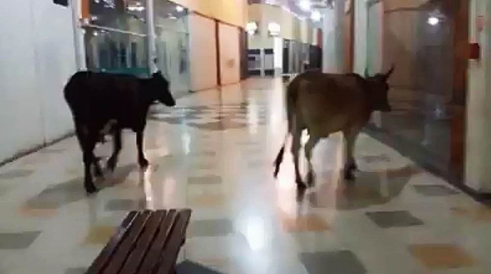 Vacas são flagradas passeando em shopping e surpreende a todos