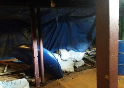 Cão ajuda polícia a encontrar 800kg de pescado ilegal e mais 8 kg de drogas em barco de Manaus