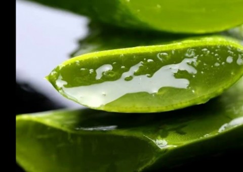 Seu intestino e fígado vão limpar rapidamente se usar babosa e limão dessa forma