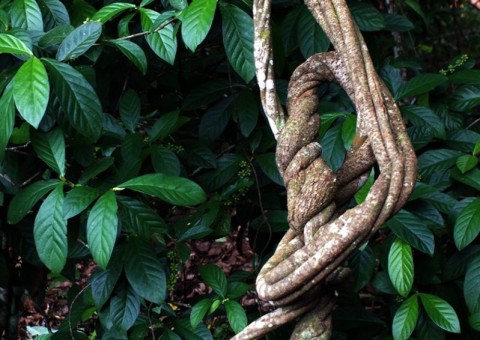 Cipó com efeito alucinógeno pode ser usado para trazer revelação espiritual. Conheça 