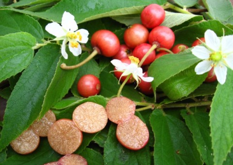 Fruta semelhante à cereja é nutritiva e pode ser usada no preparo de sucos e geleias 
