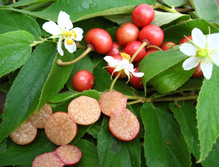 Fruta semelhante à cereja é nutritiva e pode ser usada no preparo de sucos e geleias 