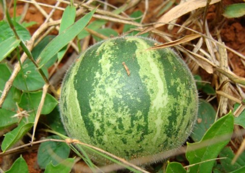 Espécie de melancia é rica em nutrientes bons para a saúde do coração   