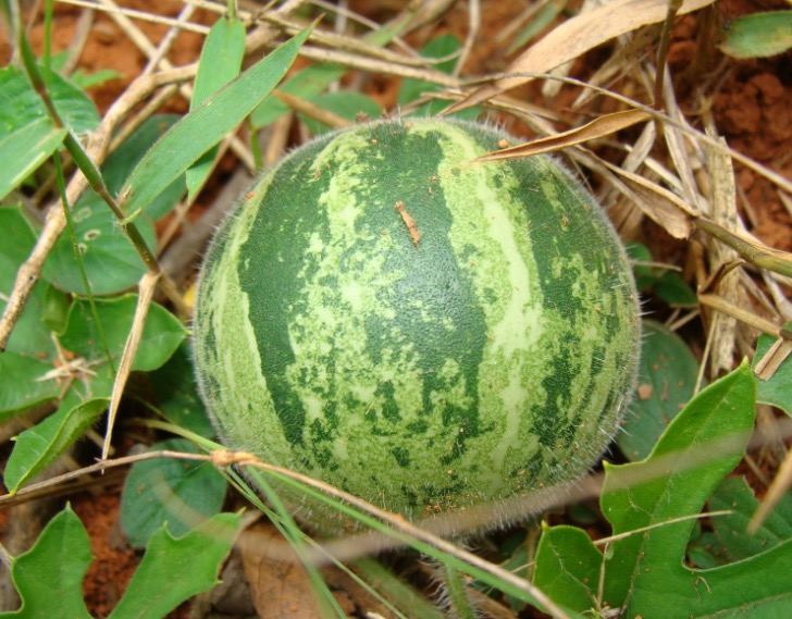Espécie de melancia é rica em nutrientes bons para a saúde do coração   