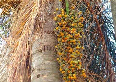 Coqueiro nativo do Cerrado é rico em Vitamina C e antioxidantes 