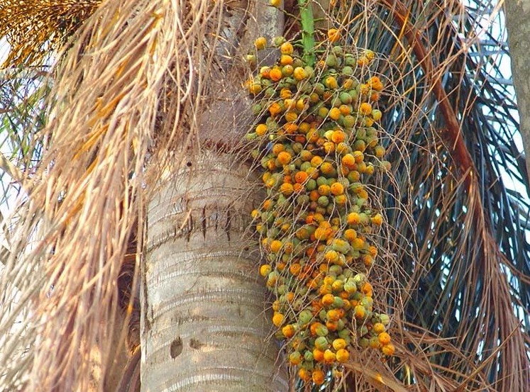Coqueiro nativo do Cerrado é rico em Vitamina C e antioxidantes 