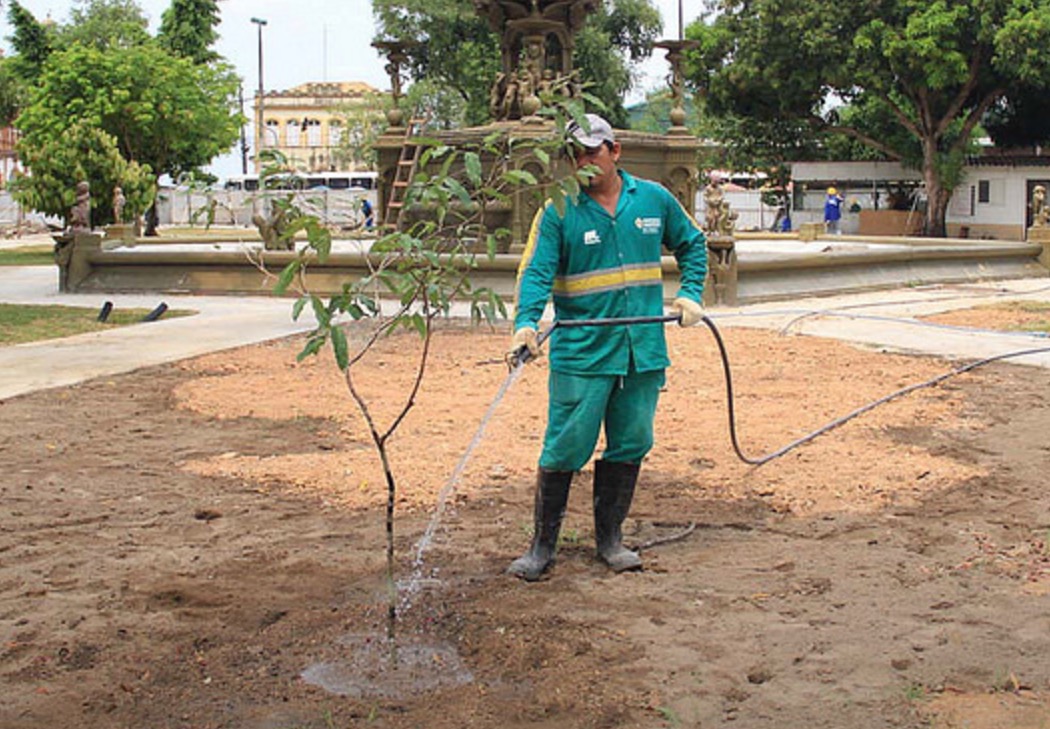 Praça da Matriz recebe plantio de oitizeiros em Manaus 