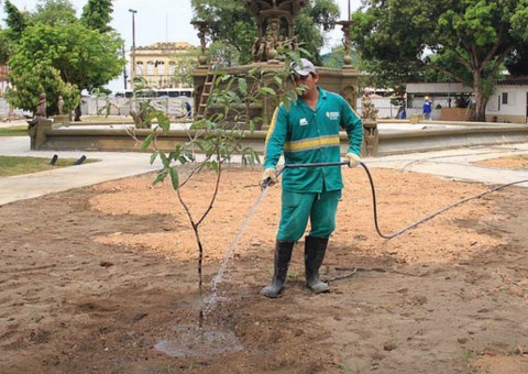 Praça da Matriz recebe plantio de oitizeiros em Manaus 