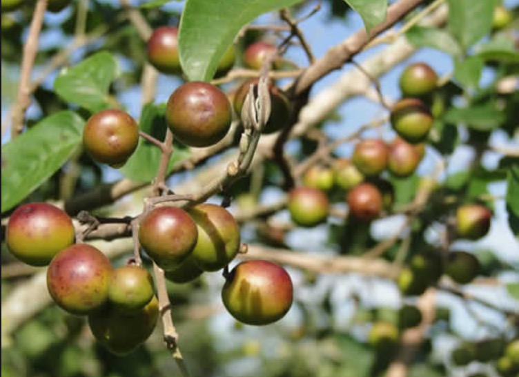 Espécie de azeitona pode tratar pedras nos rins e fluxo menstrual 