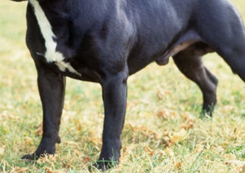  Cão ataca e mata dono após consumir crack  