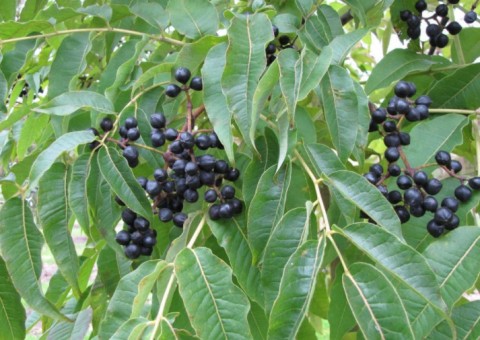 Fitoterápico produzido com ervas pode combater diabetes e colesterol 