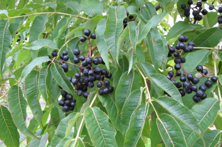 Fitoterápico produzido com ervas pode combater diabetes e colesterol 