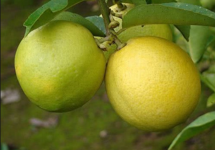 Conheça plantas amazônicas que são eficazes contra crises de enxaqueca 