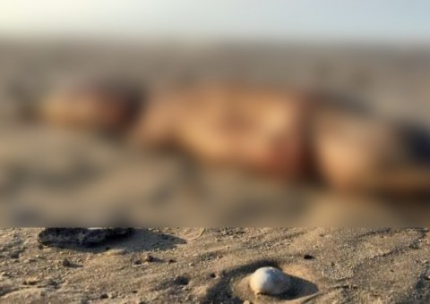 Criatura estranha de dentes afiados é encontrada após passagem do furacão