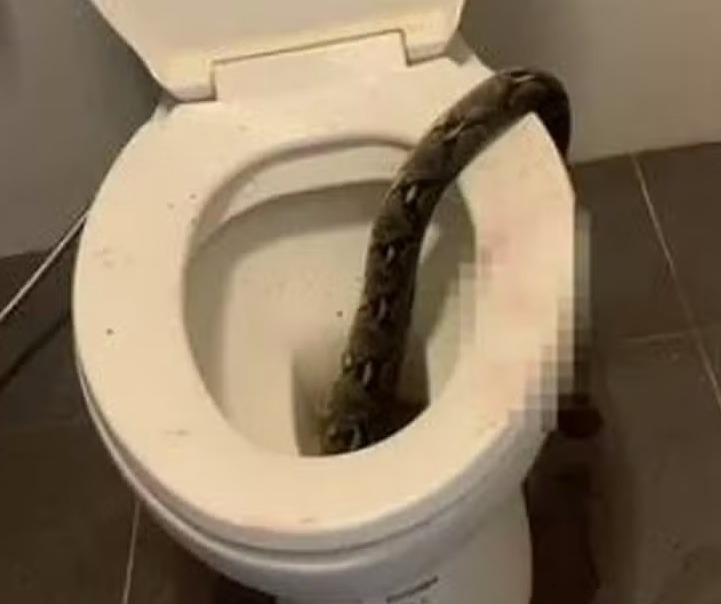Homem leva picada de cobra nos testículos ao sentar em vaso sanitário 