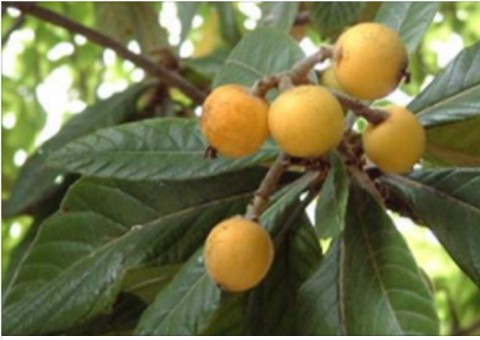 Essa folha e fruta estimulam produção de insulina, limpam rins e protegem contra câncer